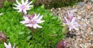 Pseudostellaria Species, Campion