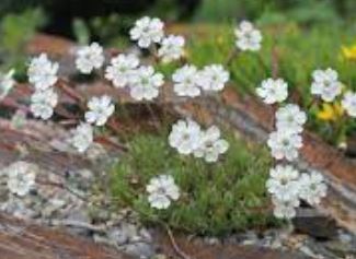 Silene Species, Campion, Turkish Catchfly