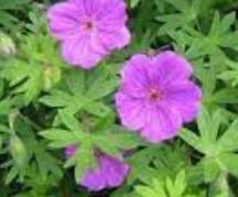 Geranium Hybrid, Cranesbill, Hardy Geranium
