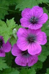 Geranium, Cranesbill, Hardy Geranium 'Dragon Heart'