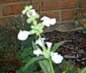 Salvia, White Pitcher Sage September Snow