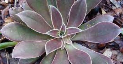 Echeveria Species, Shattering Echeveria