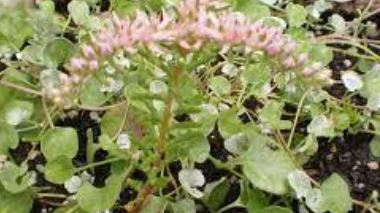Sedum, Turkish Stonecrop Sea Star