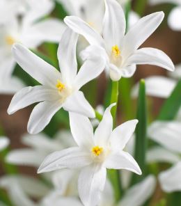 Scilla, Chionodoxa, Glory of the Snow Gigantea Group