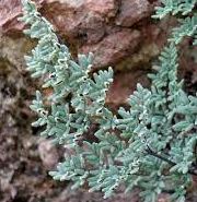 Argyrochosma Species, White Cloak Fern