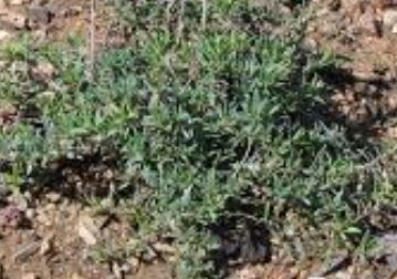 Thymus Species, Heretus Thyme