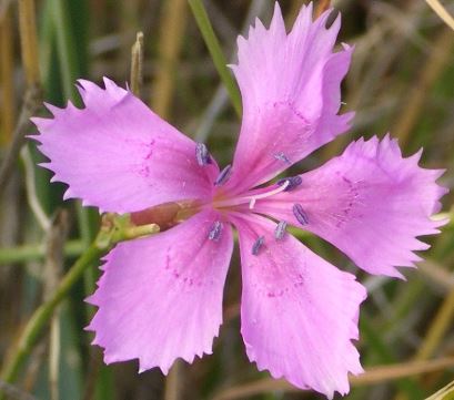 Dianthus Species, Wild Pink