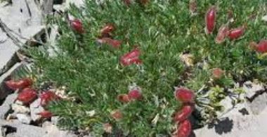 Oxytropis Species, Stalkpod Locoweed