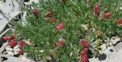Oxytropis Species, Stalkpod Locoweed