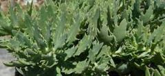 Hylotelephium, Sedum, Showy Stonecrop 'Thundercloud'