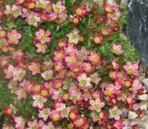 Saxifraga, Mossy Saxifrage, Rockfoil Neon Rose