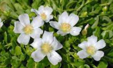 Purslane, Pigweed Rio White
