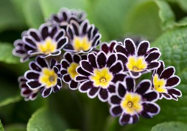 Primula, Silver-Laced Primrose, Polyanthus Primrose Silver Lace Black