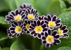 Primula, Silver-Laced Primrose, Polyanthus Primrose 'Silver Lace Black'