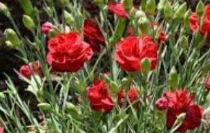 Dianthus, Border Pinks, Carnation Pinks Scent First Passion