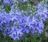 Veronica, Austrian Speedwell Ionian Skies