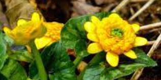Ficaria, Fig Buttercup, Lesser Celendine, Pilewort Collarette