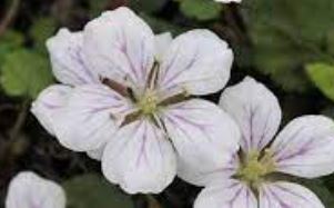 Erodium, Alpine Geranium, Cranesbill, Storksbill White Pearls