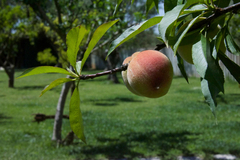 Peach 'Belle of Georgia'