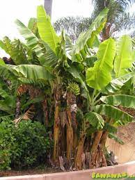 Musa, Banana Raja Puri