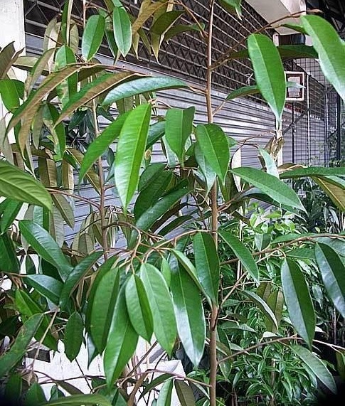Durio Species, Durian, Zibetbaum