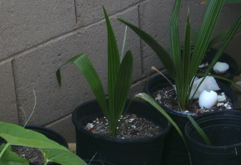 Date Palm Medjool