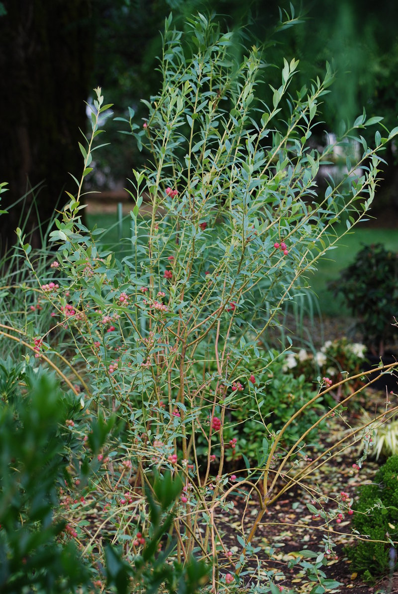 Vaccinium, Blueberry Pink Lemonade