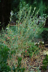 Vaccinium, Blueberry 'Pink Lemonade'