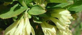Lonicera Species, Honeyberry, Haskap