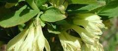 Lonicera Species, Honeyberry, Haskap