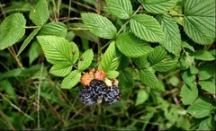 Hill Raspberry, Mysore Raspberry, Black Raspberry, Indian Raspberry