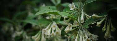 Elaeagnus Species, Cherry Silverberry, Goumi