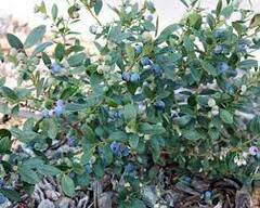 Vaccinium, Highbush Blueberry 'Sunshine Blue'