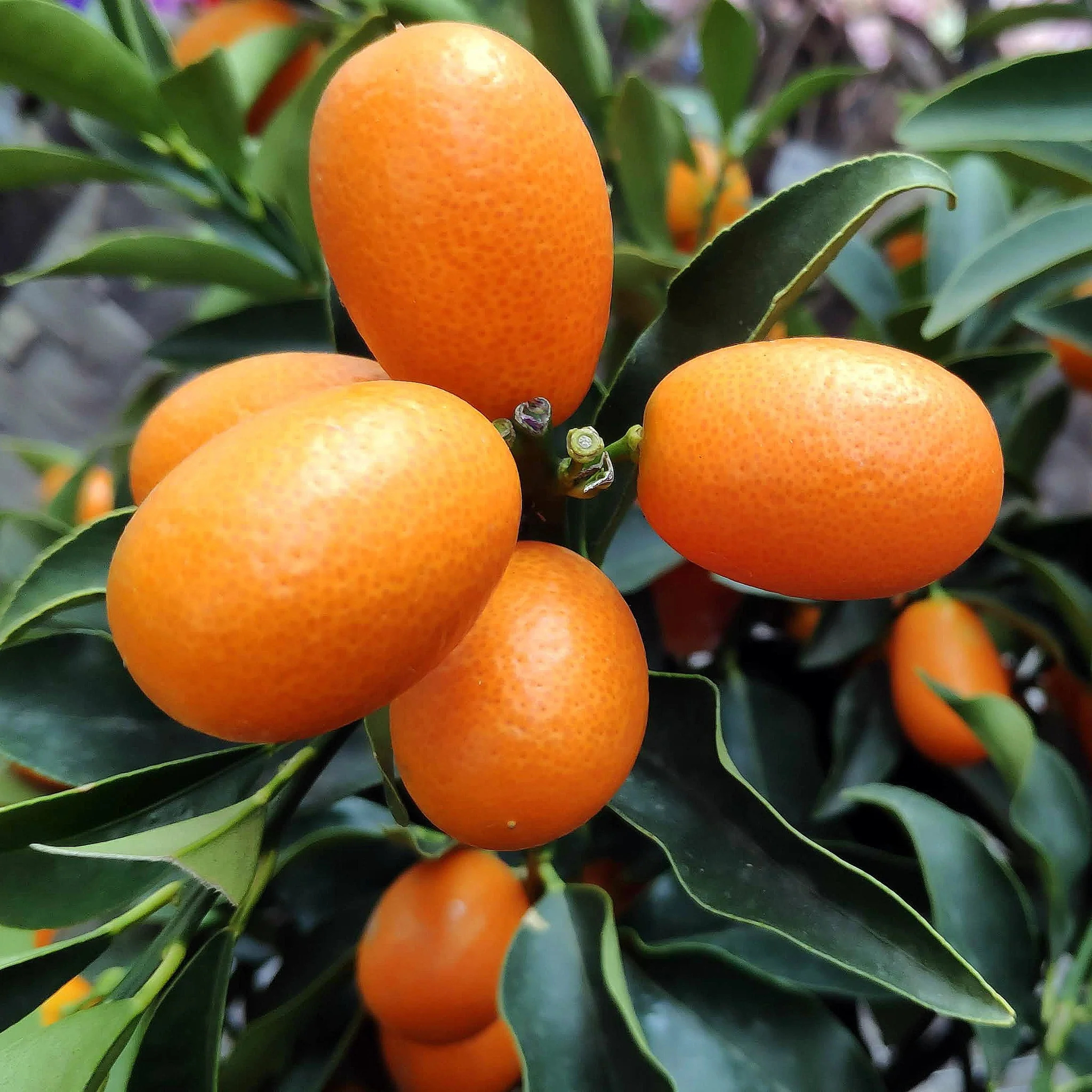 Citrus Species, Kumquat Nagami