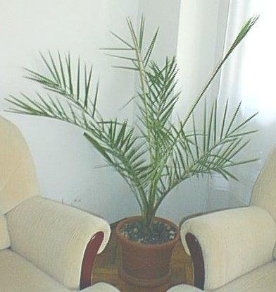 Phoenix Species, Date Palm