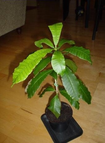 Cashew, Caj