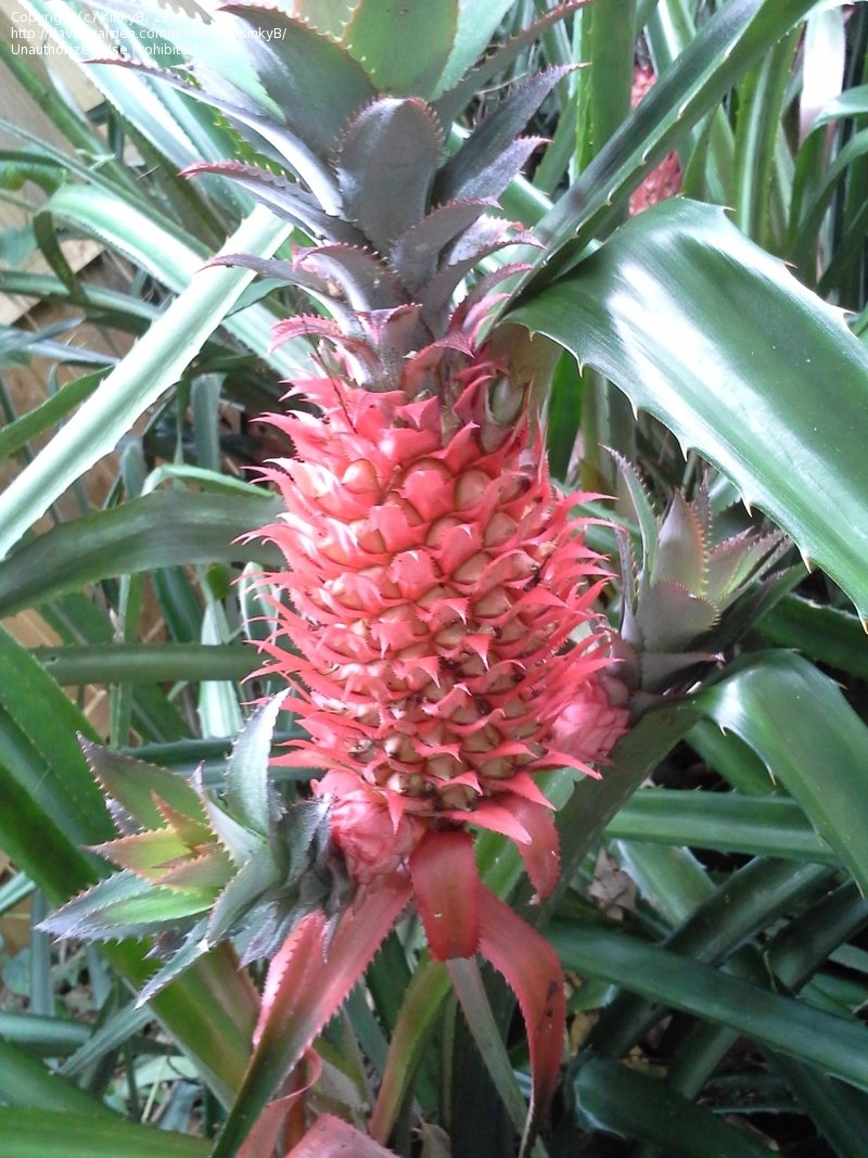 Ananas Bromeliad, Pink Pineapple, Dwarf Pineapple