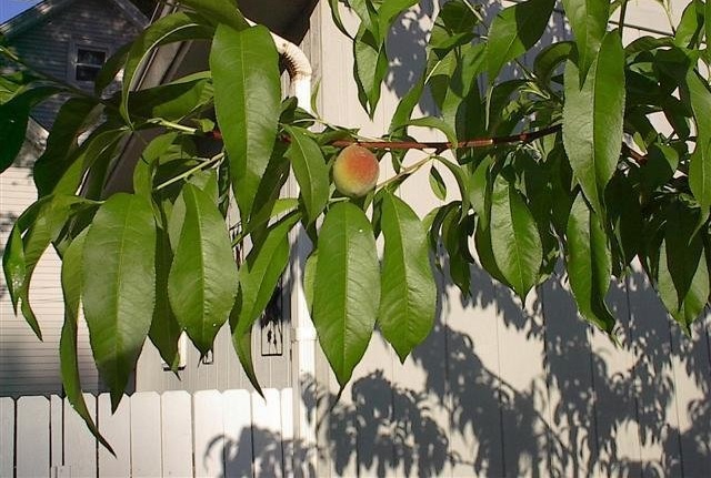 Peach Red Haven