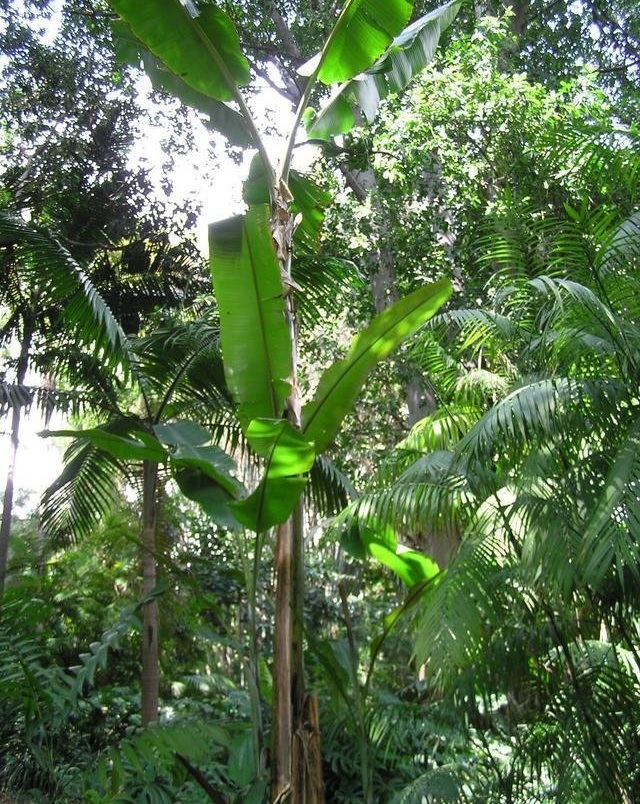 Musa Species, Darjeeling Banana, Hookers Hardy Banana