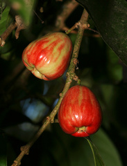 Syzygium Species, Malay Apple, Mountain-Apple