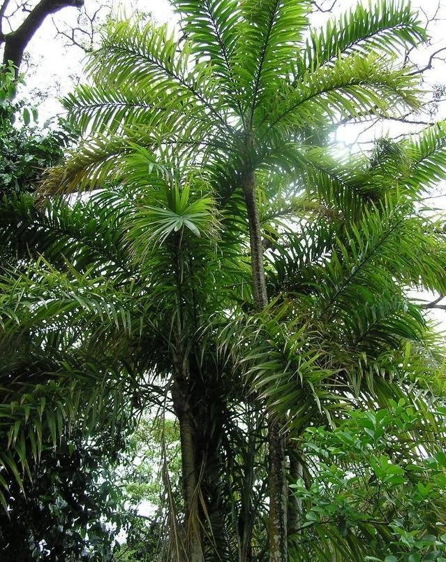 Bactris Species, Bactris Species, Peach Palm, Pupunha