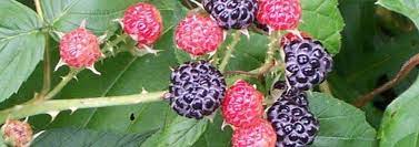 Black Raspberry, Wild Black Raspberry, Black-Cap, Thimbleberry