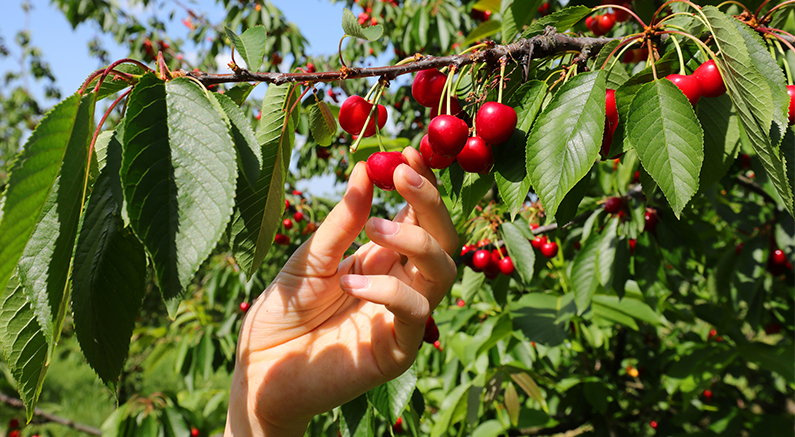 Sour Cherry, Pie Cherry Montmorency