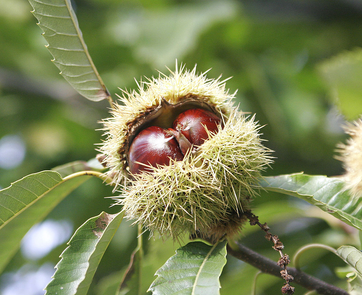 Castanea Species, Spanish Chestnut, Sweet Chestnut