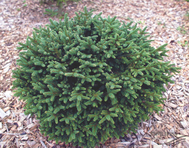 Norway Spruce Pumila Glauca
