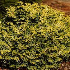 Hinoki False Cypress Butter Ball