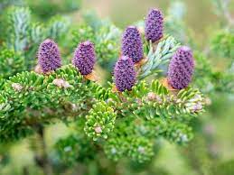 Korean Fir Green Carpet