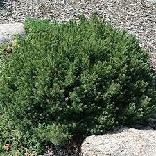 Mugo Pine, Mugho Pine, Swiss Mountain Pine, Mountain Pine 'Valley Cushion'