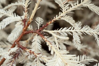 Sequoia, Coast Redwood Dons Gold Strike