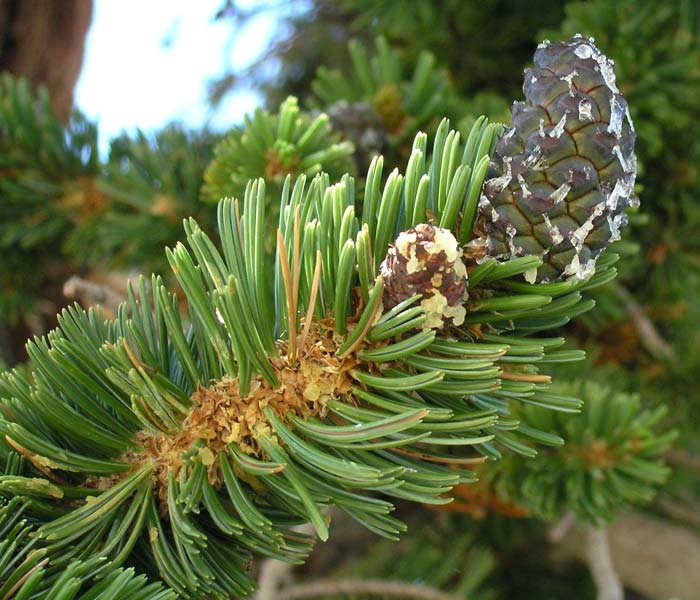 Foxtail Pine, Northern Foxtail Pine